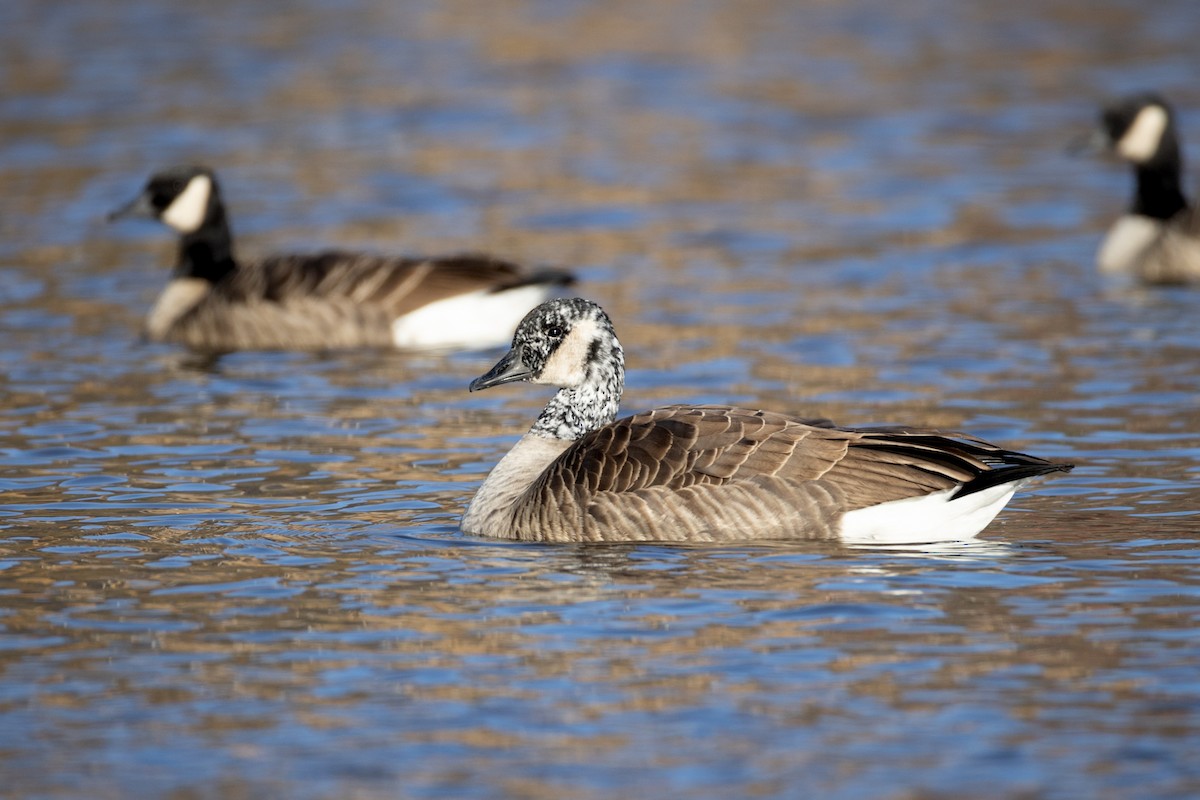 Oca canadese maggiore - ML645074969