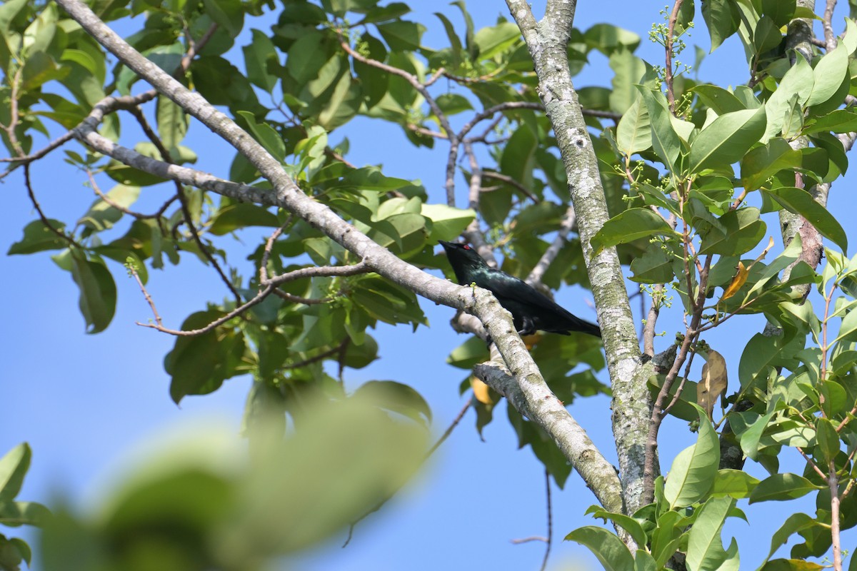 Красноглазый скворец - ML645074970