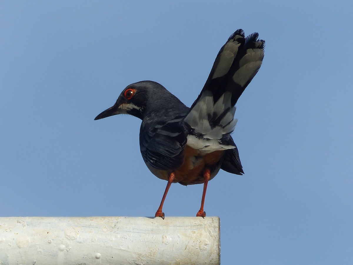 Western Red-legged Thrush - ML645074971
