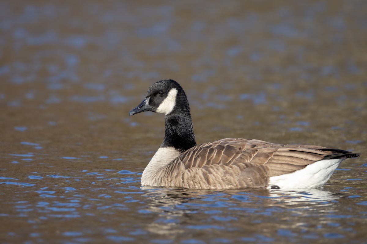 Oca canadese maggiore - ML645074972