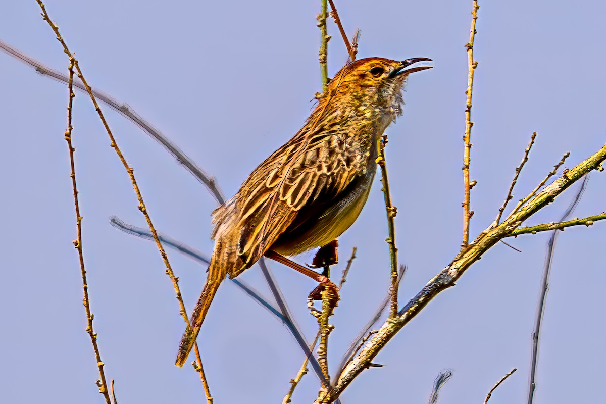 Rattling Cisticola - ML645075017