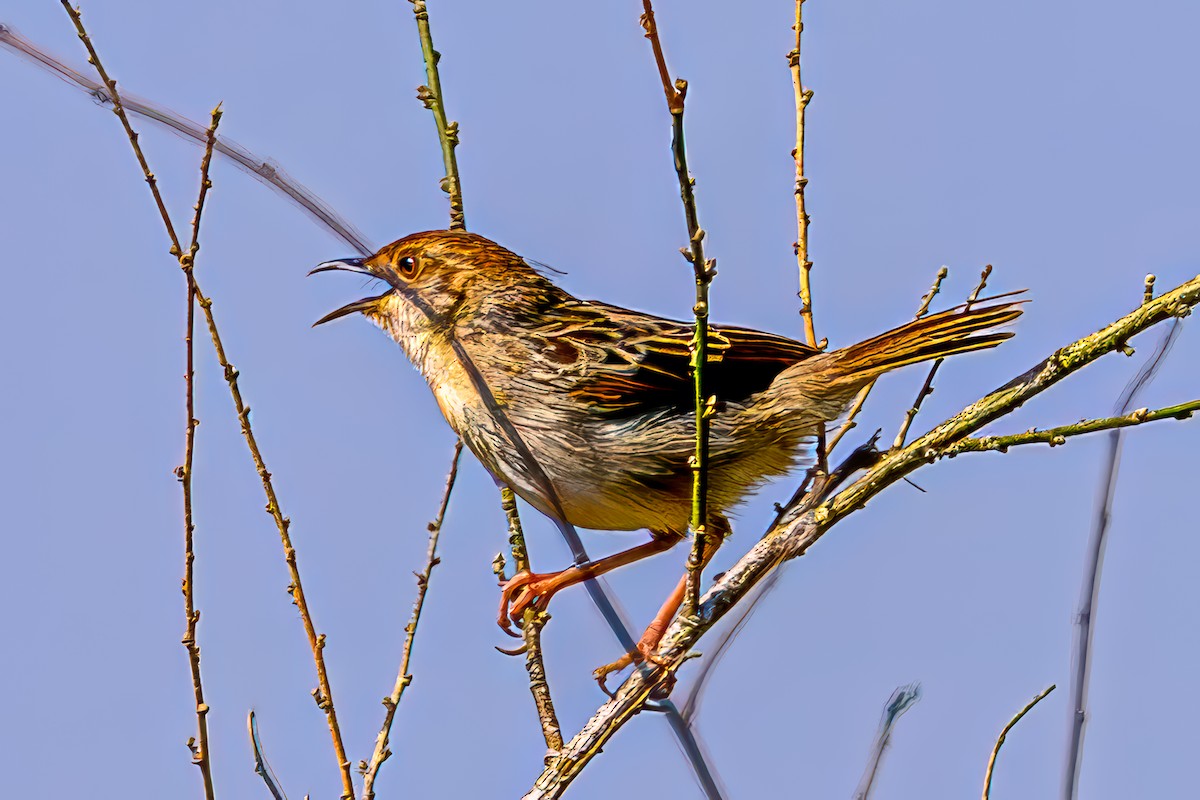 Rattling Cisticola - ML645075018