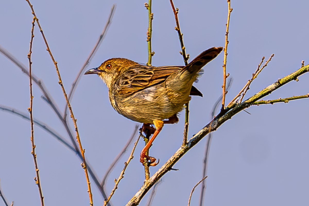 Rattling Cisticola - ML645075019