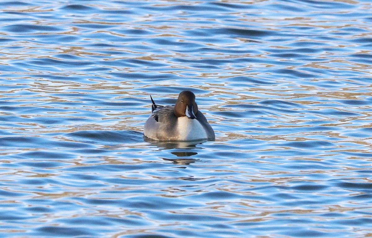 Northern Pintail - ML645075024