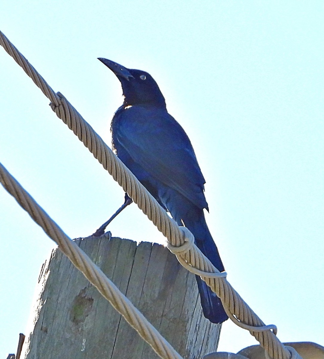 grackle sp. - ML645075027