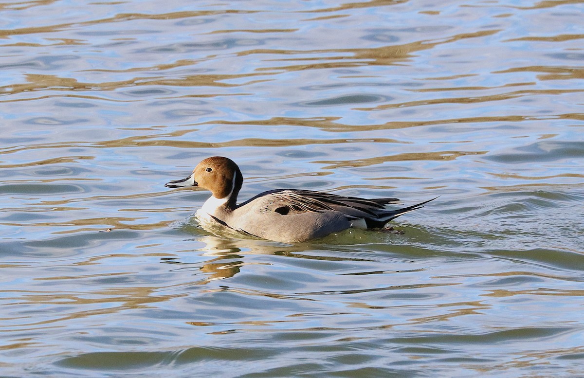 Northern Pintail - ML645075036