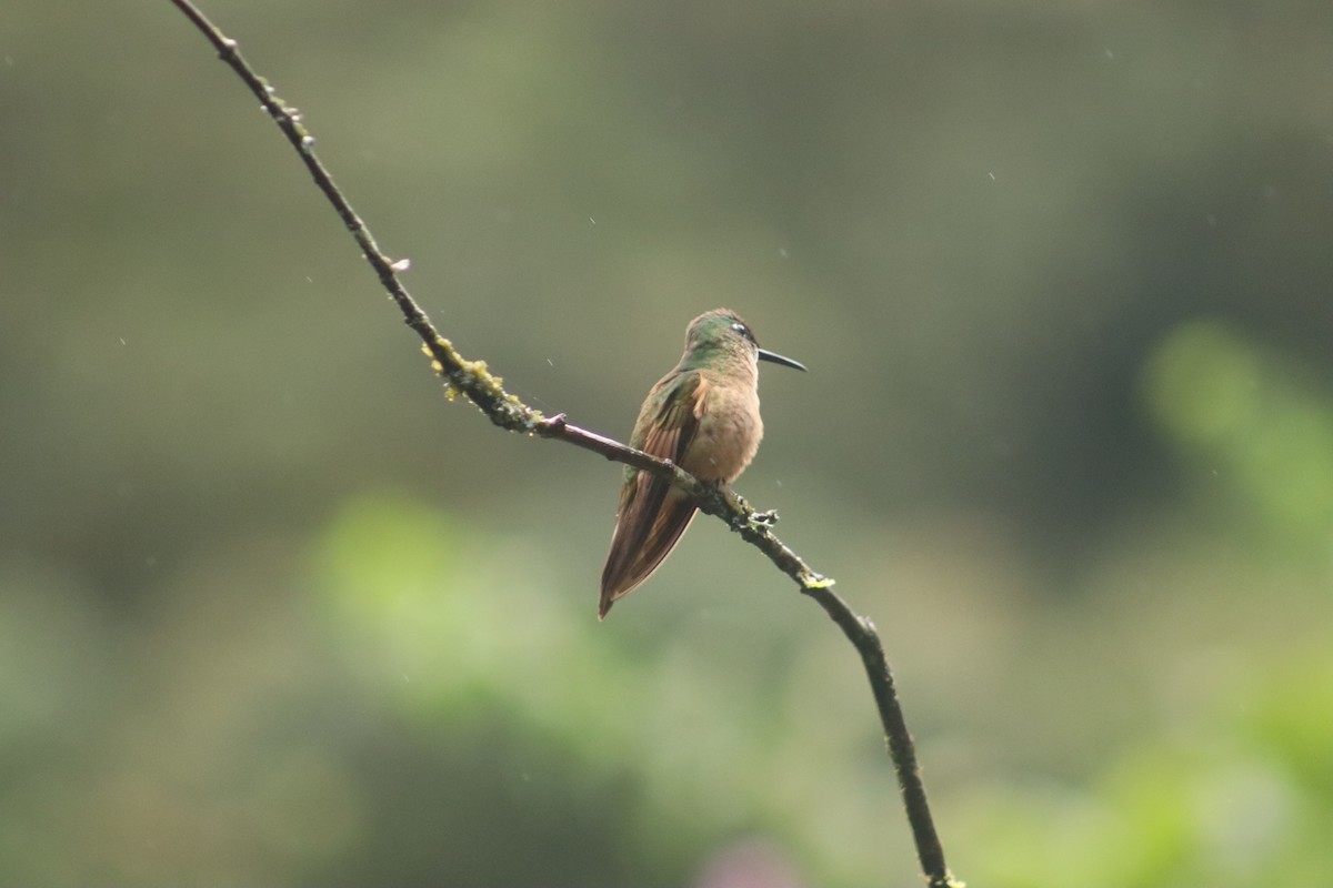 チャムネテリハチドリ - ML645075039