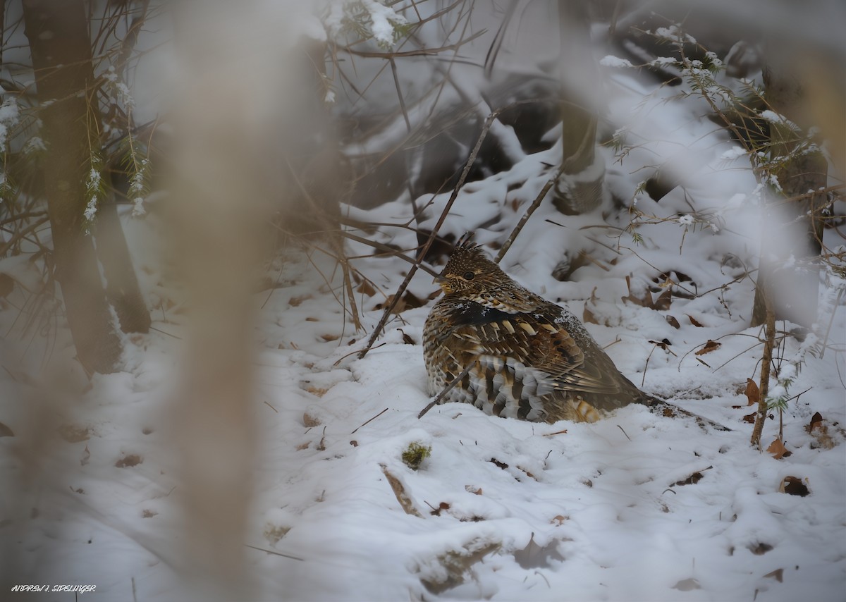 jeřábek kanadský - ML645075057