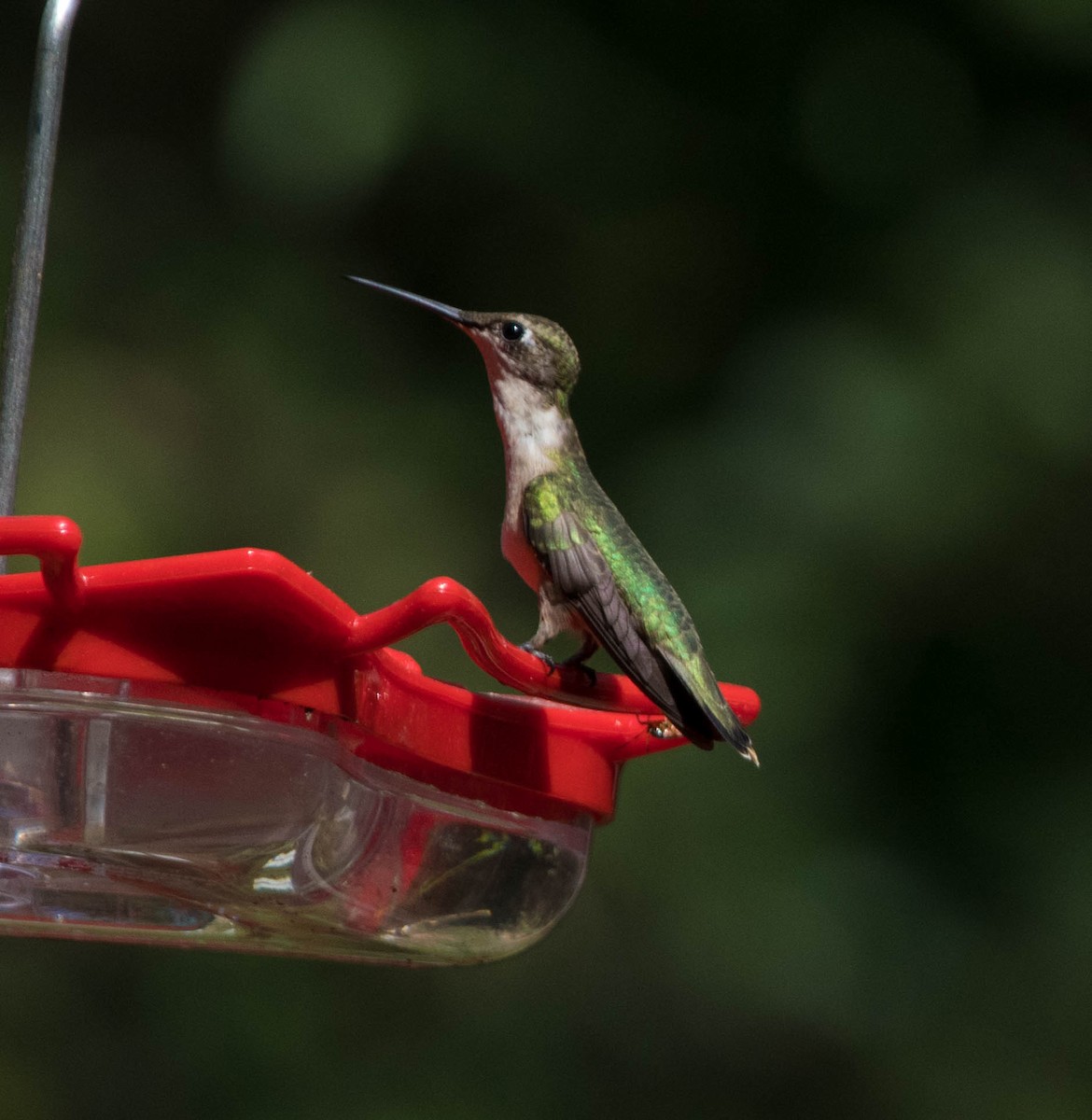 Ruby-throated Hummingbird - ML645075062