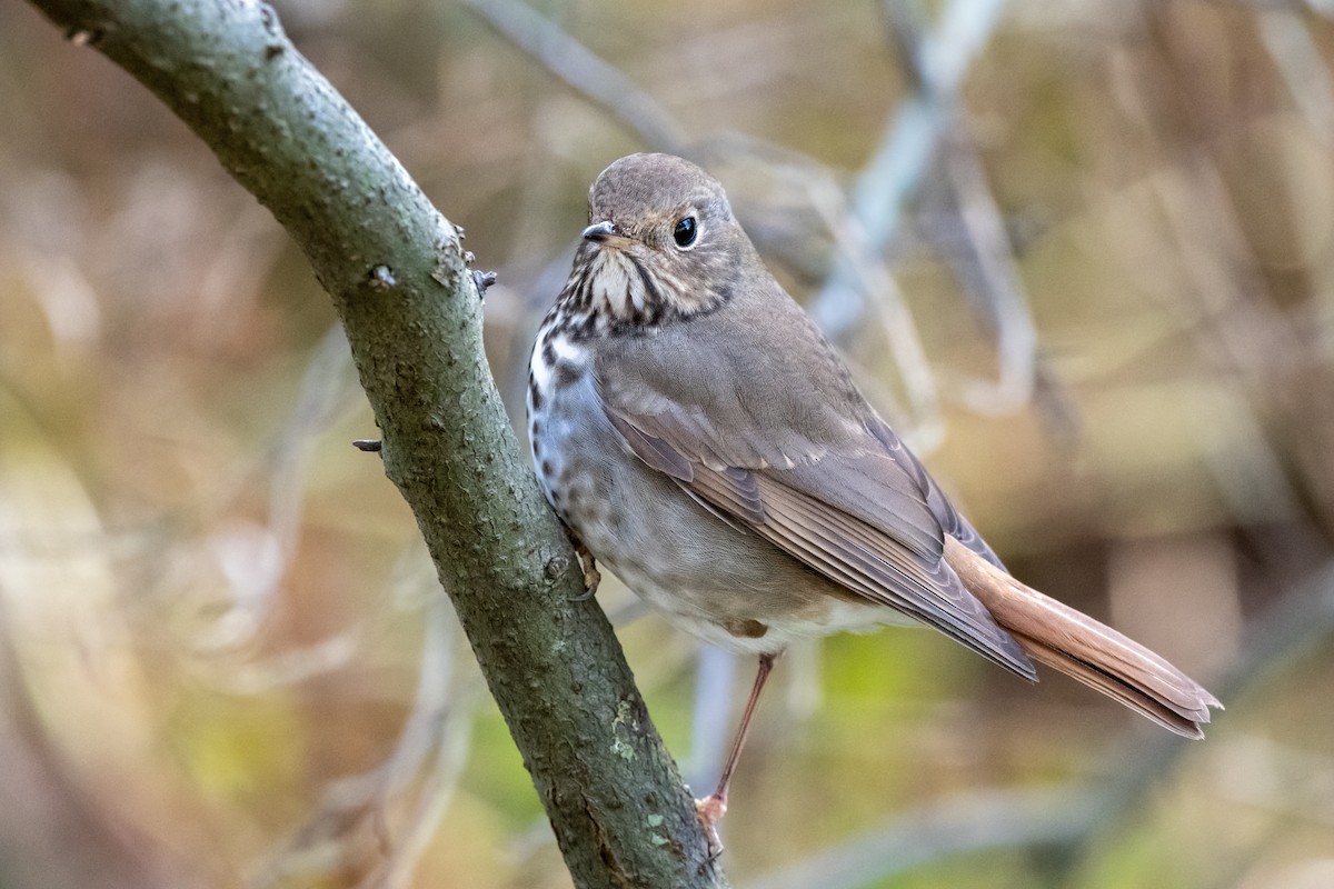 Hermit Thrush - ML645075064