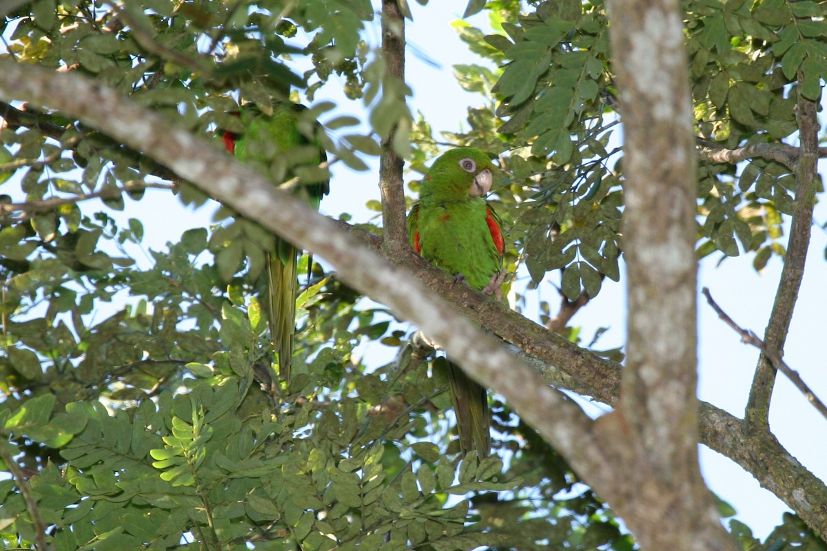 Cuban Parakeet - ML645075065