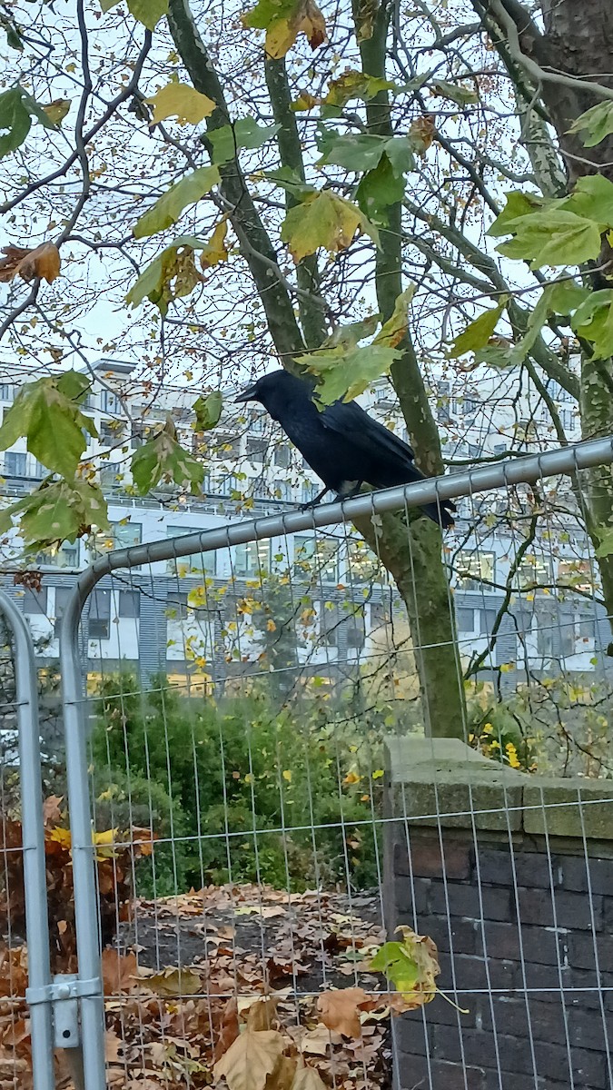 vrána černá - ML645075071