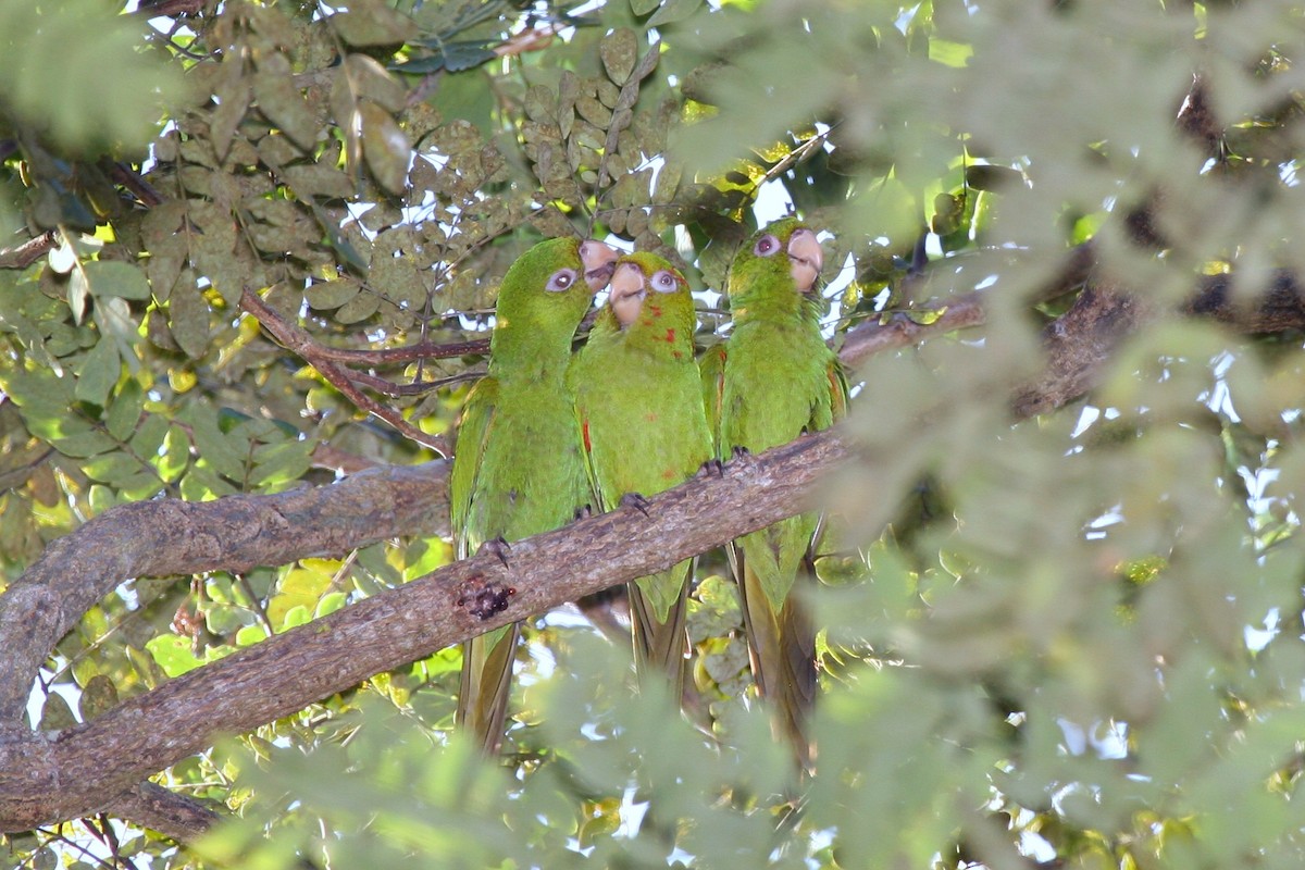 Cuban Parakeet - ML645075072