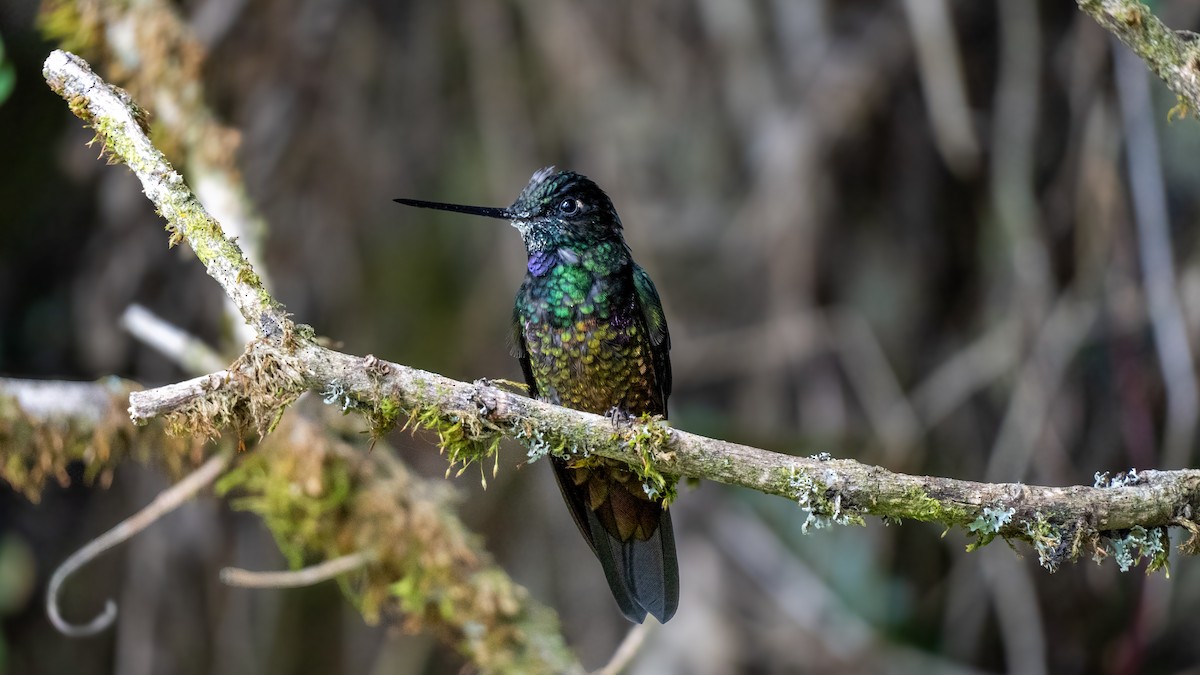 ゴシキインカハチドリ - ML645075111