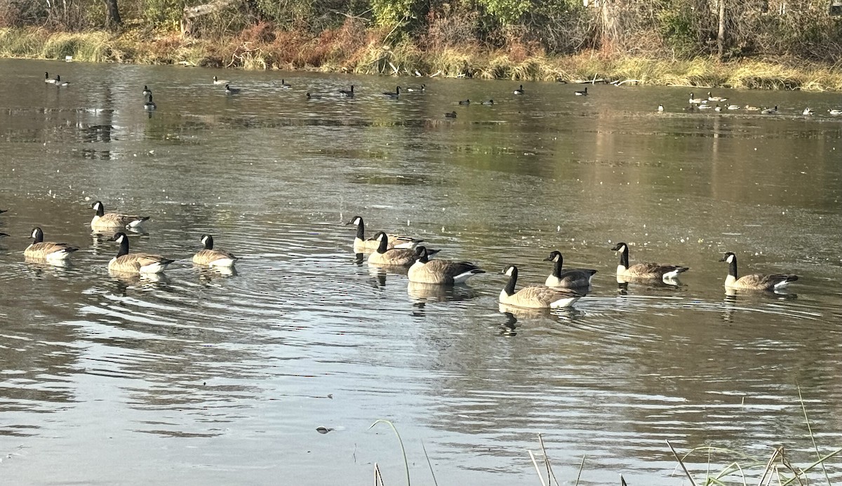 Oca canadese maggiore - ML645075133