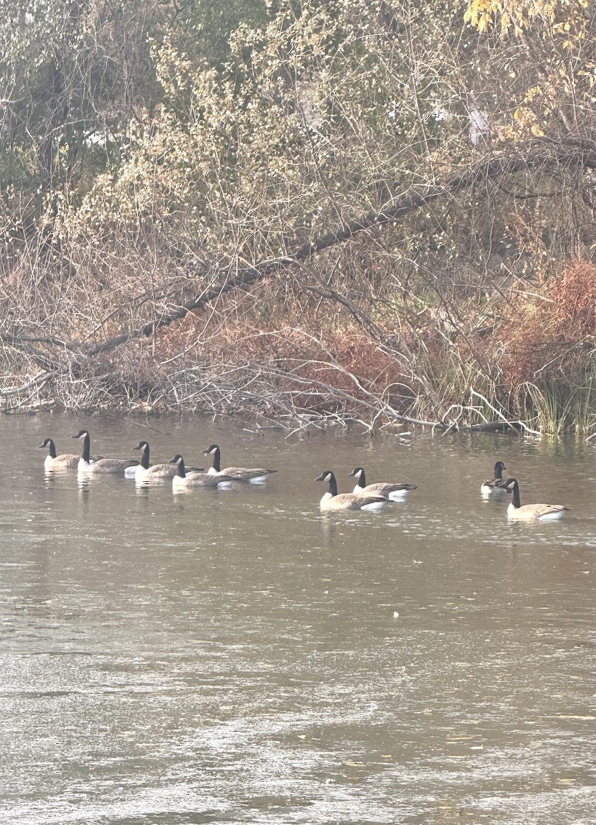 Oca canadese maggiore - ML645075135