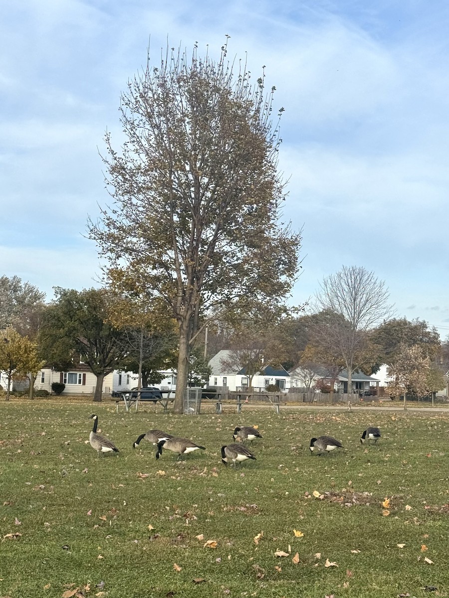 Oca canadese maggiore - ML645075163