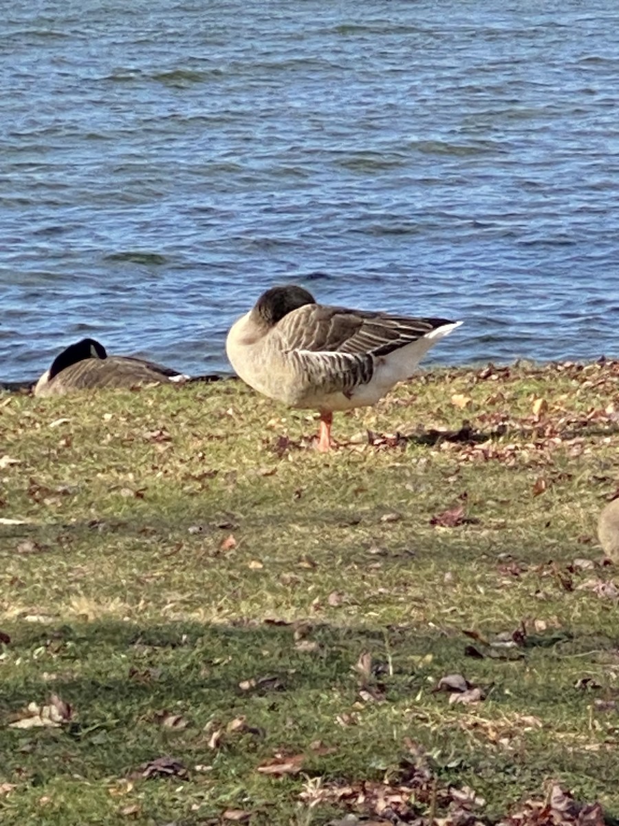 Graylag Goose (Domestic type) - ML645075176