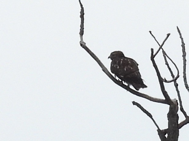 タカ科 - ML645075189