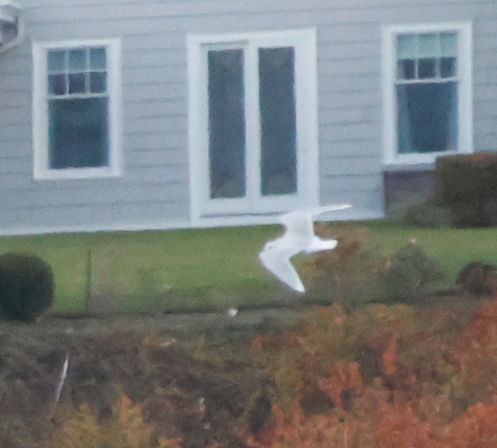 Little Gull - ML645075192