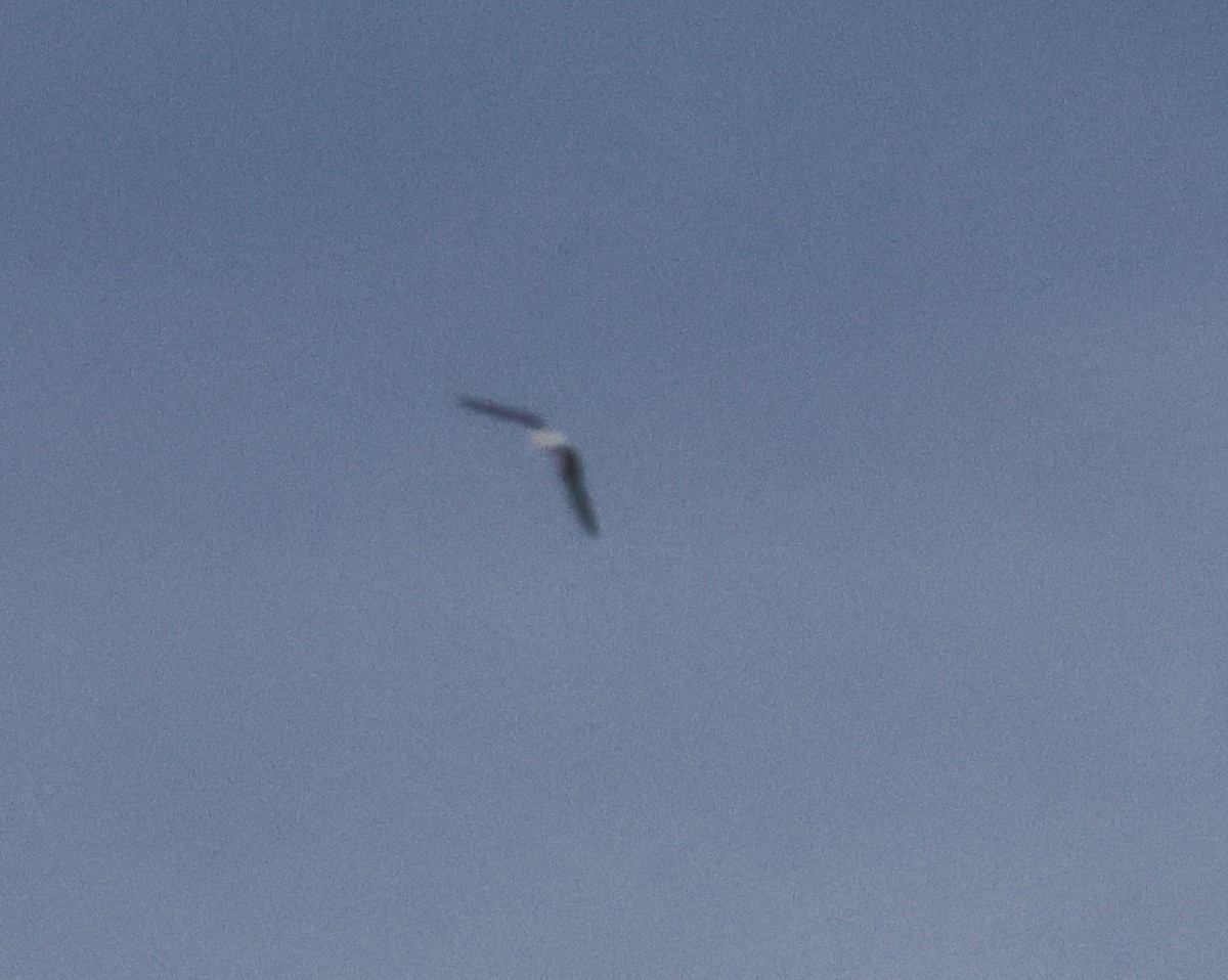 Little Gull - ML645075193