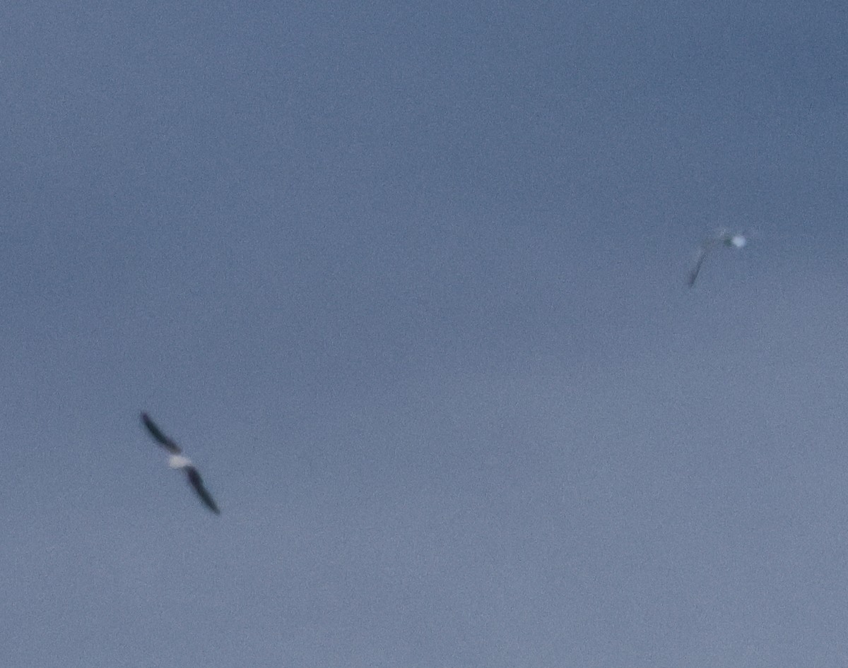 Little Gull - ML645075195