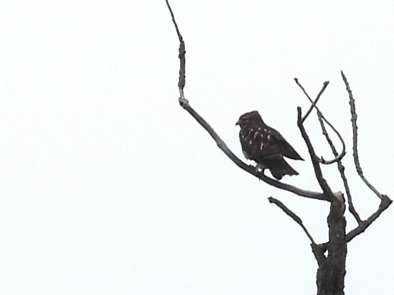 タカ科 - ML645075197