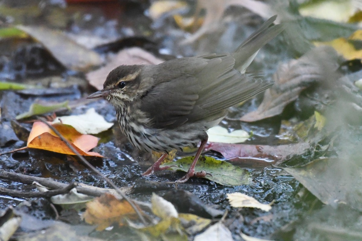 Northern Waterthrush - ML645075212