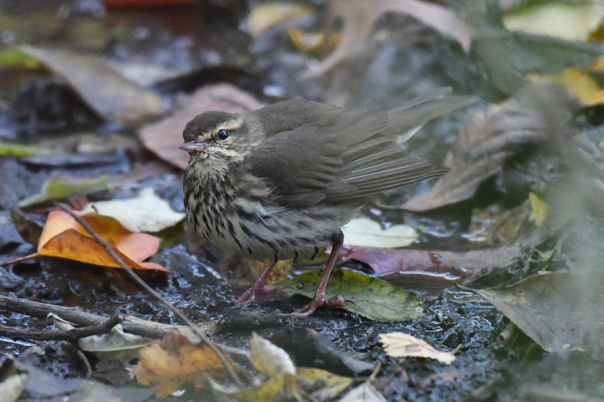 Northern Waterthrush - ML645075213