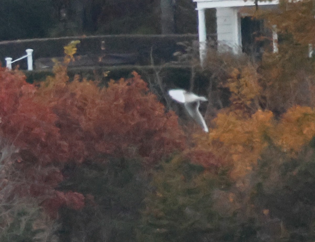 Little Gull - ML645075238