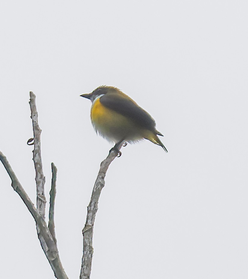 セレベスハナドリ - ML645075242