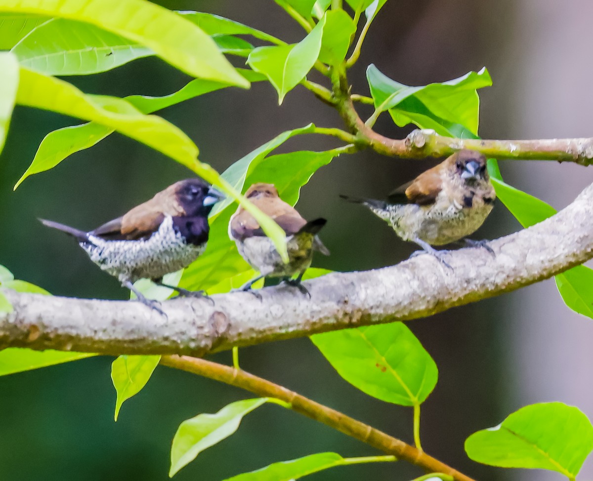 モルッカキンパラ - ML645075288