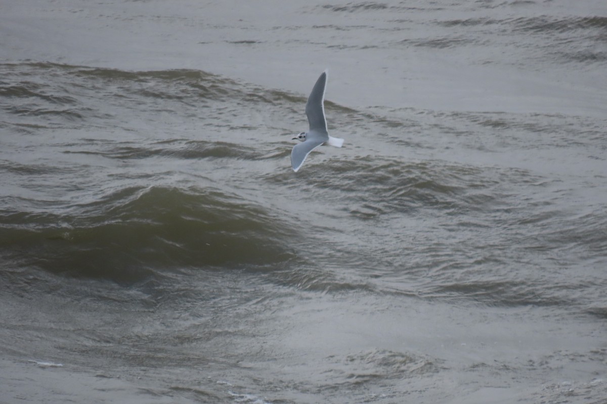 Little Gull - ML645075294