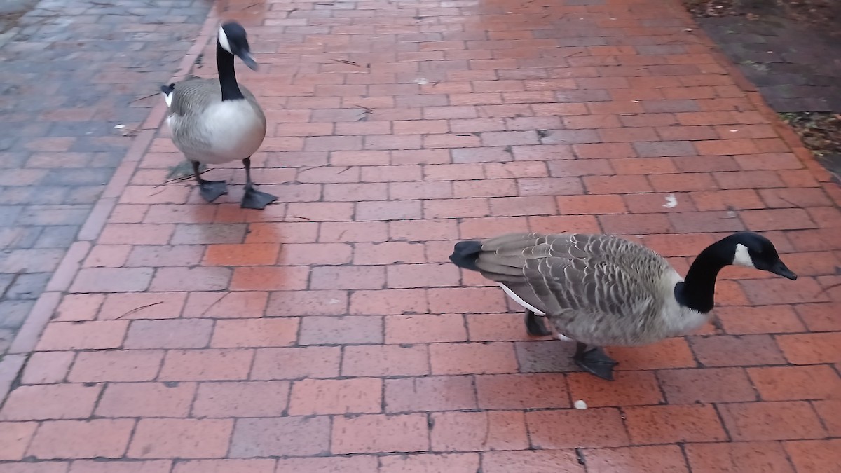 Oca canadese maggiore - ML645075331