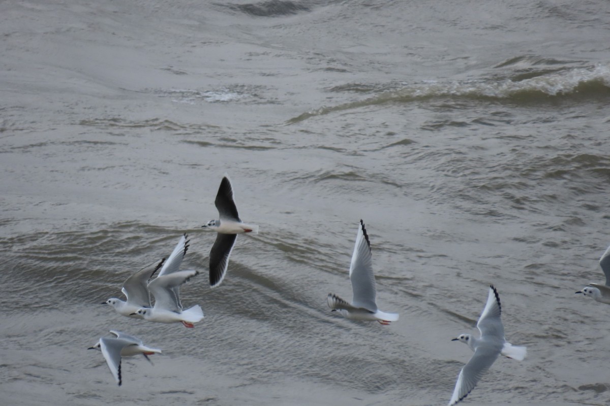 Little Gull - ML645075344