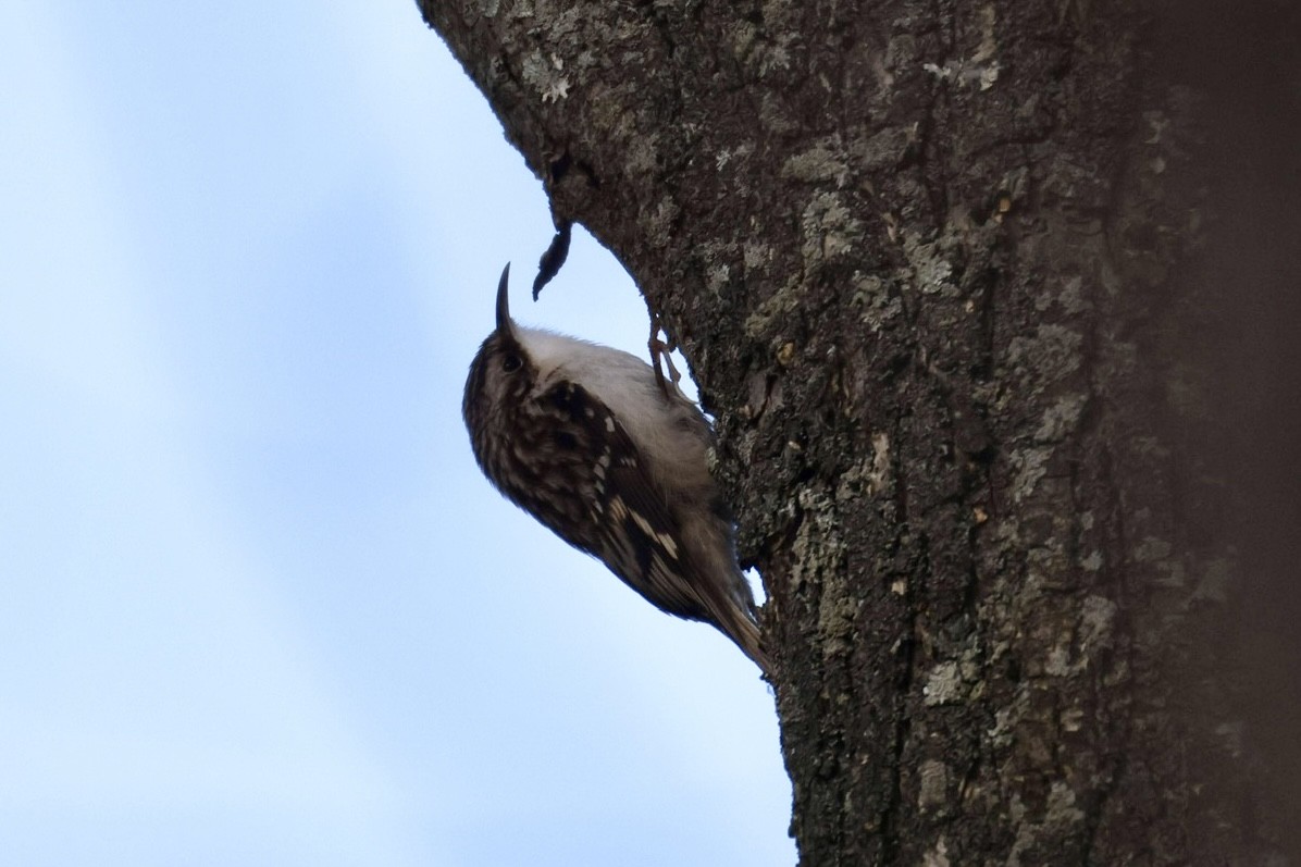 Brown Creeper - ML645075345
