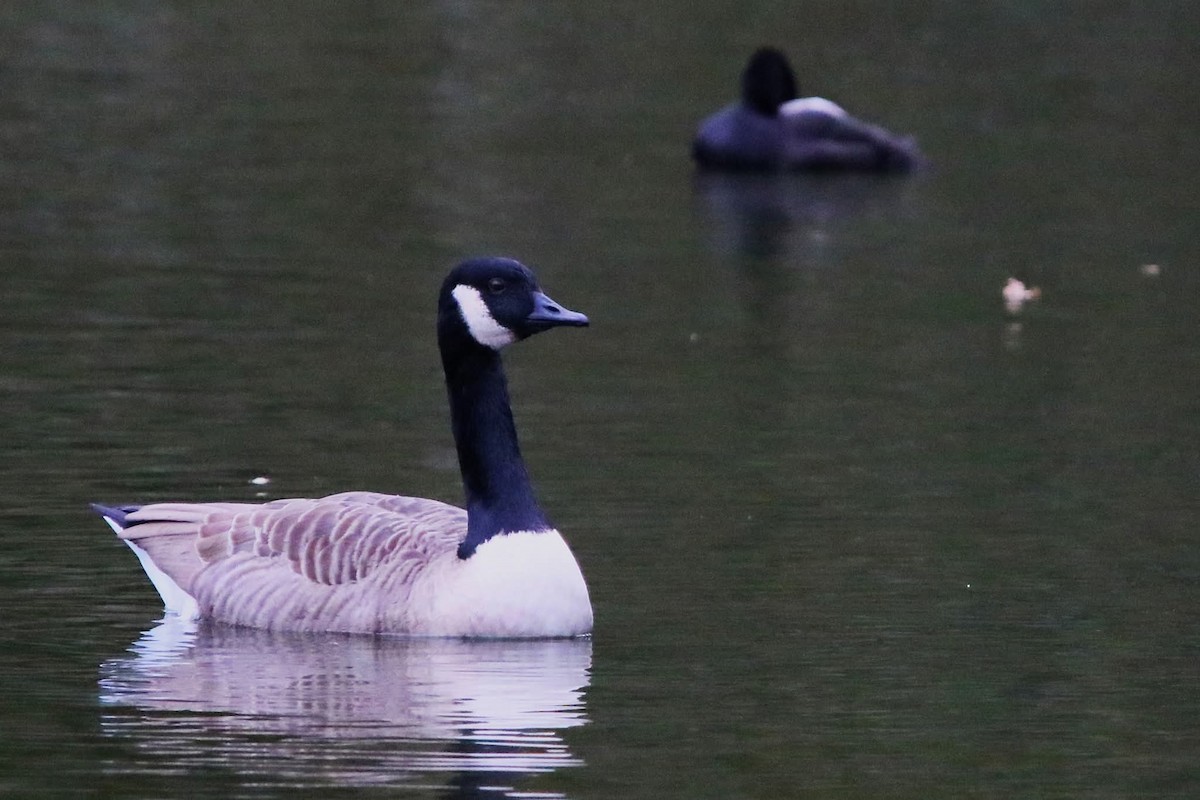 Oca canadese maggiore - ML645075347