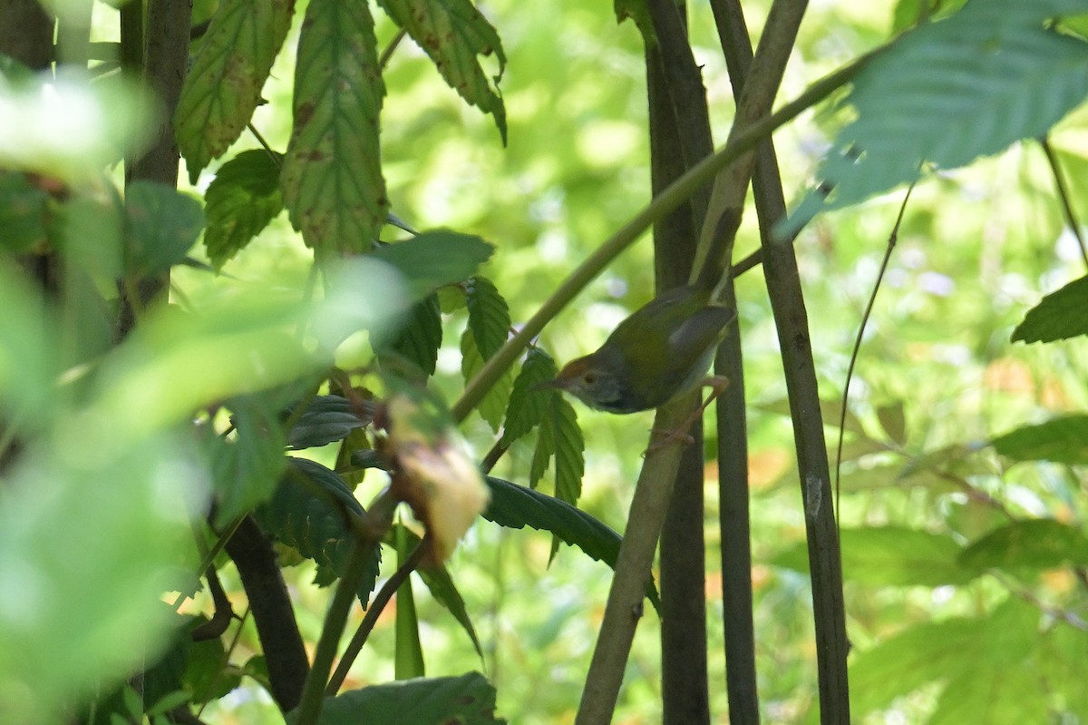 langstjertskredderfugl - ML645075386