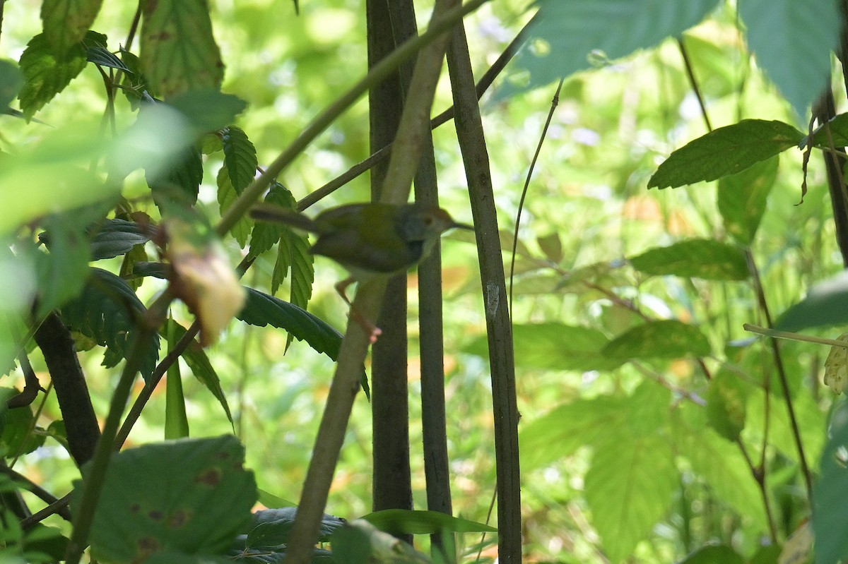 langstjertskredderfugl - ML645075397