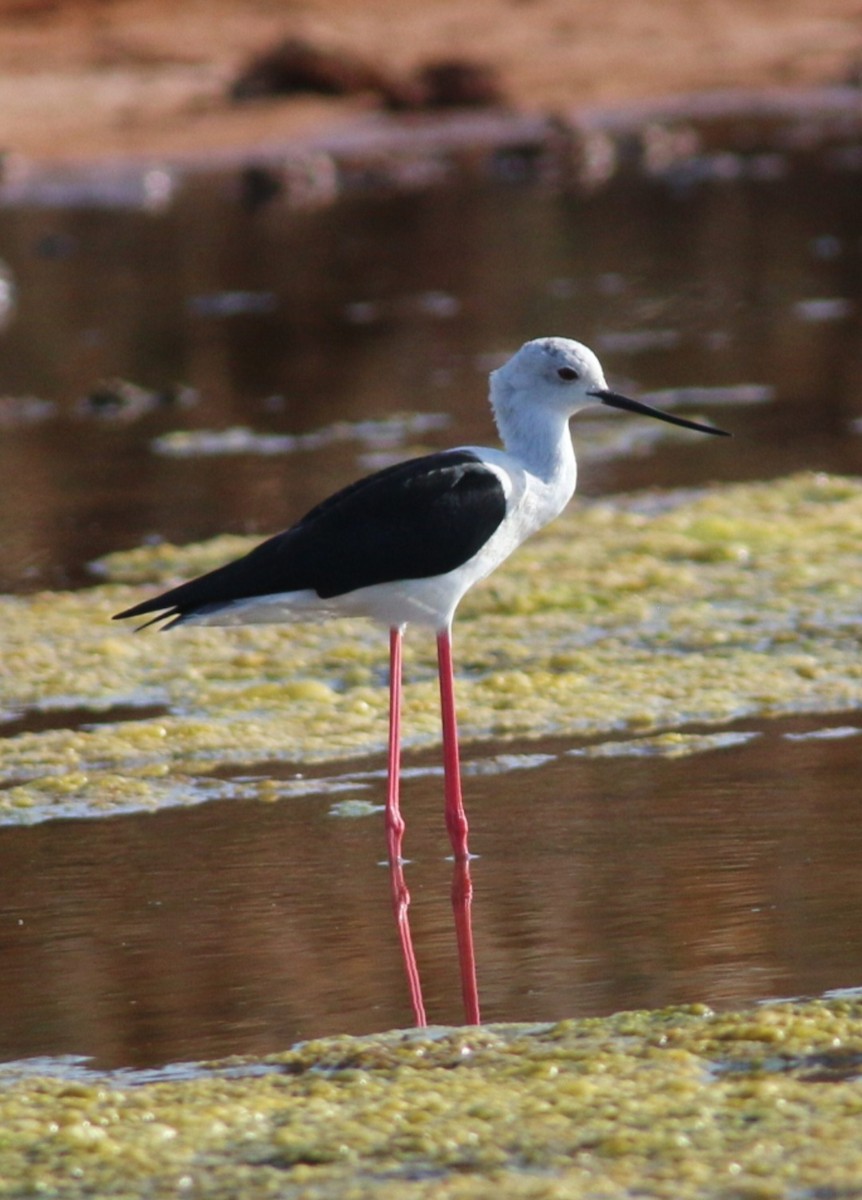 Zankaluze eurasiarra - ML645075414