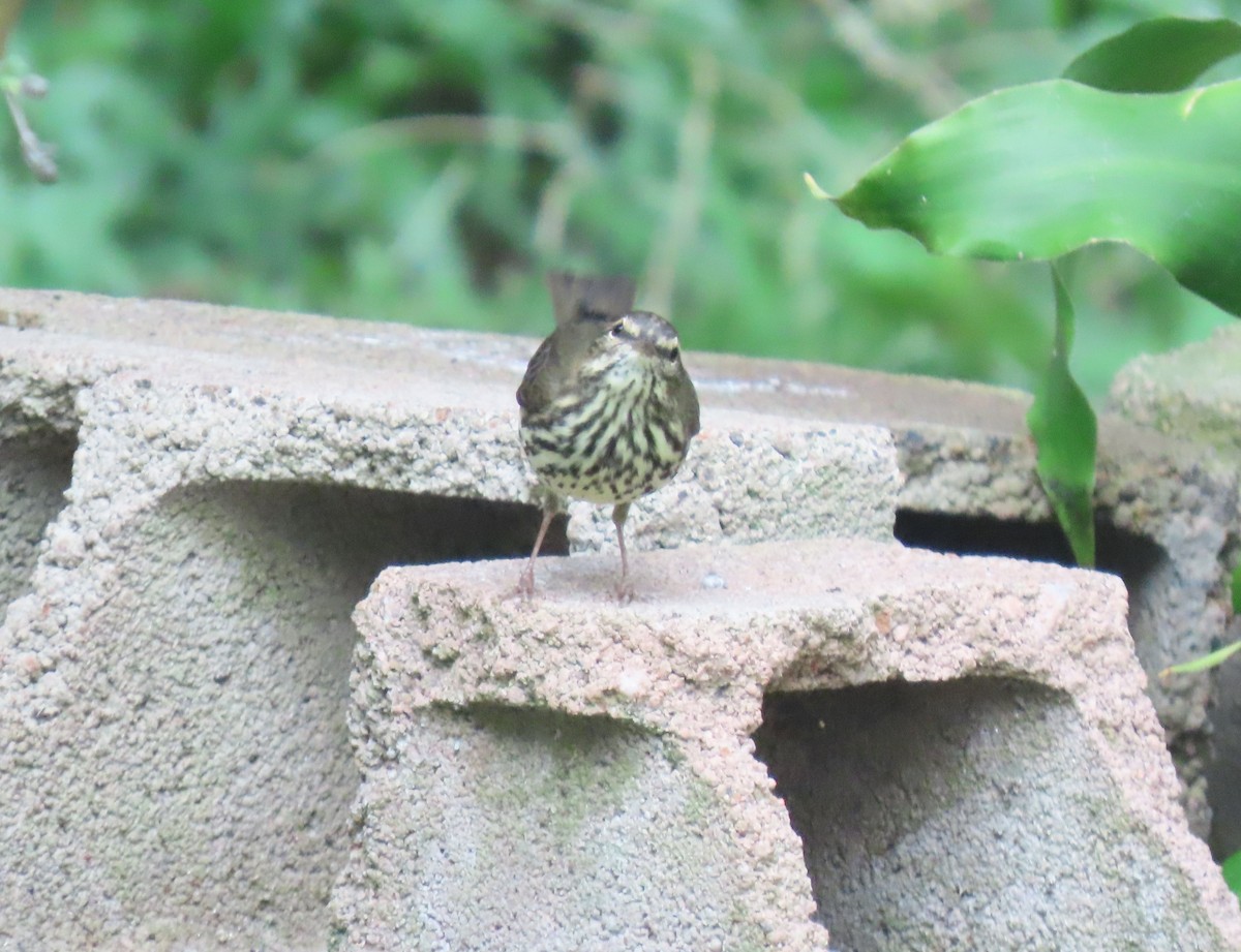 Northern Waterthrush - ML645075417