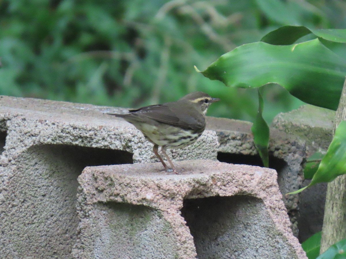 Northern Waterthrush - ML645075418