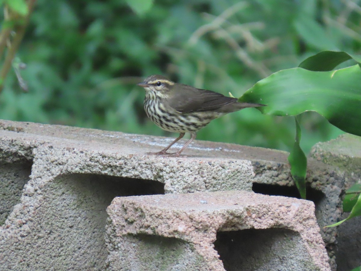 Northern Waterthrush - ML645075419