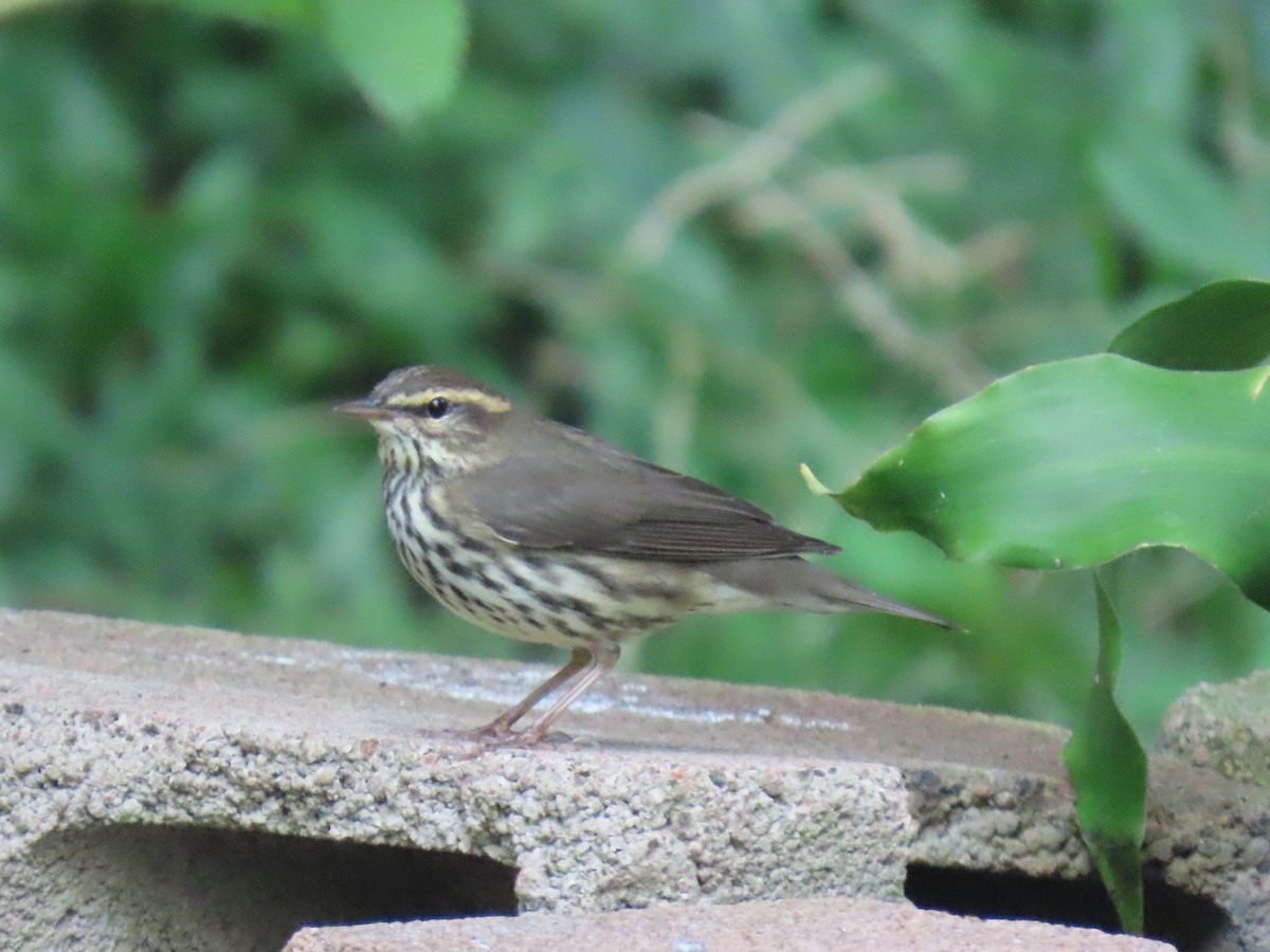 Northern Waterthrush - ML645075420