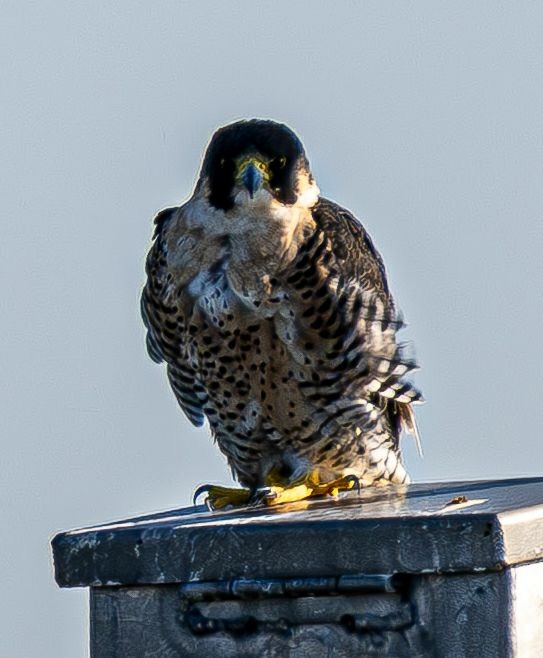 Peregrine Falcon - ML645075421