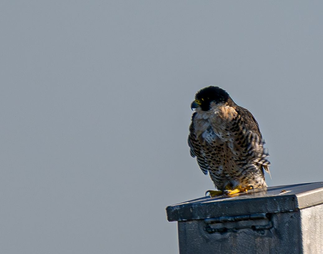 Peregrine Falcon - ML645075422