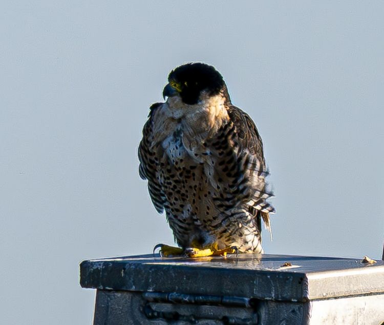 Peregrine Falcon - ML645075423