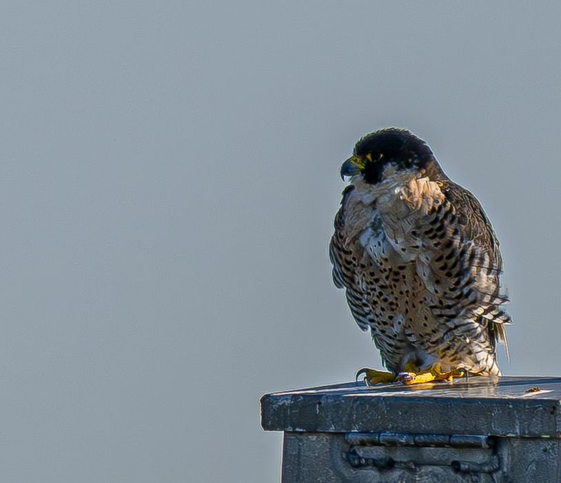 Peregrine Falcon - ML645075424