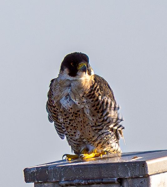 Peregrine Falcon - ML645075426