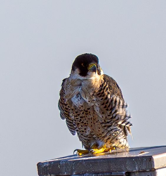 Peregrine Falcon - ML645075427